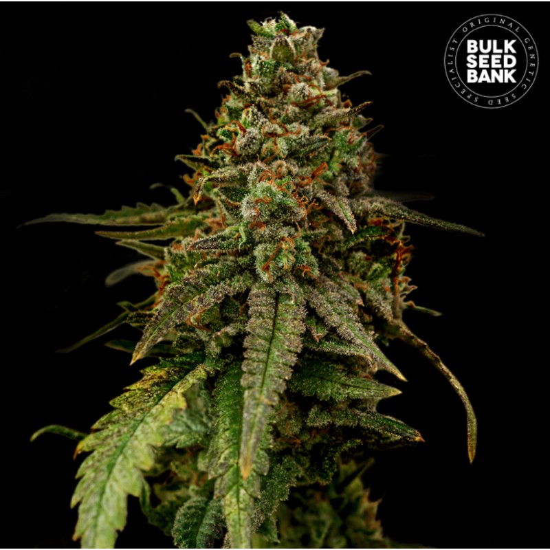 AUTO COFFE ROCKET · Bulk Seed Bank · cannabis samen · Auto Fem