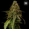AUTO COFFE ROCKET · Bulk Seed Bank · cannabis samen · Auto Fem