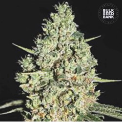 AUTO CRITICAL · Bulk Seed Bank · semi di canapa · Auto Fem