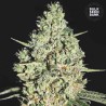 AUTO CRITICAL · Bulk Seed Bank · sementes de maconha · Auto Fem