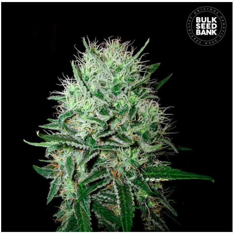 AUTO DEVIL KISS · Bulk Seed Bank · semi di canapa · Auto Fem