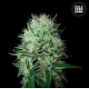 AUTO DEVIL KISS · Bulk Seed Bank · cannabis seeds · Auto Fem