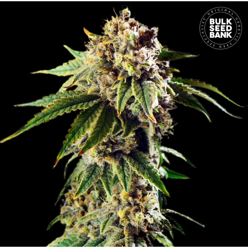 AUTO DOSIDOS ROCKETOS · Bulk Seed Bank · sementes de maconha · Auto Fem