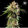 AUTO DOSIDOS ROCKETOS · Bulk Seed Bank · cannabis seeds · Auto Fem
