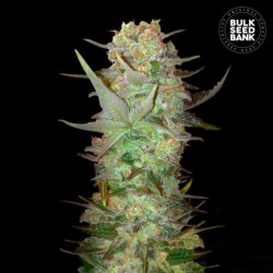 AUTO DUBAI POISON · Bulk Seed Bank · cannabis seeds · Auto Fem