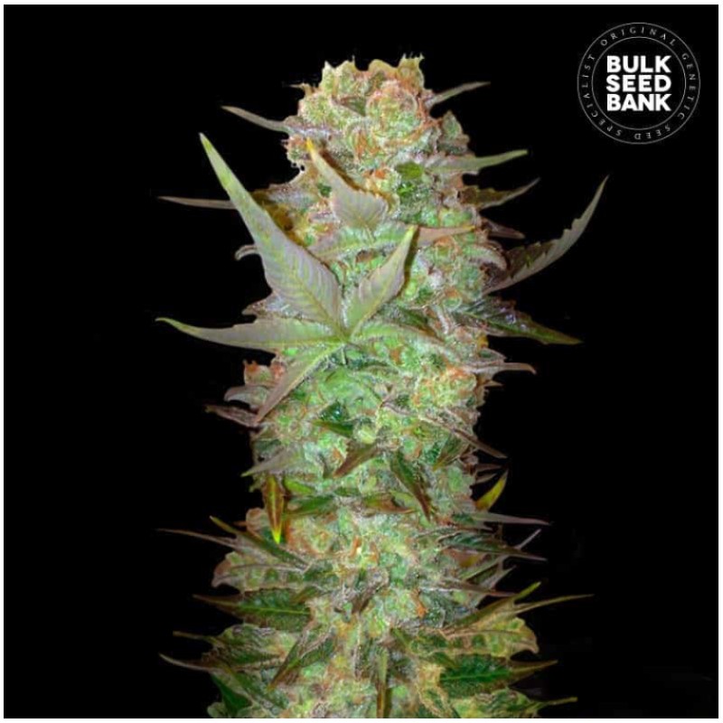 AUTO DUBAI POISON · Bulk Seed Bank · kenevir tohum · Auto Fem