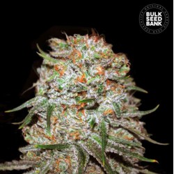 AUTO EAST RYDER · Bulk Seed Bank · cannabis samen · Auto Fem