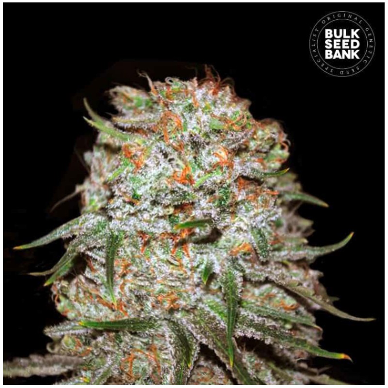 AUTO EAST RYDER · Bulk Seed Bank · cannabis samen · Auto Fem