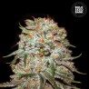 AUTO EAST RYDER · Bulk Seed Bank · cannabis samen · Auto Fem