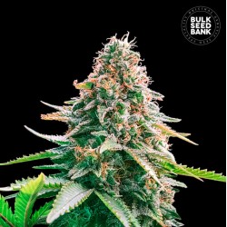 AUTO GELATO SAMBA · Bulk Seed Bank · sementes de maconha · Auto Fem