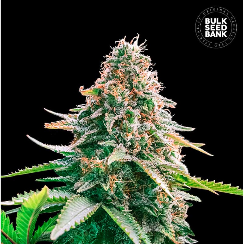AUTO GELATO SAMBA · Bulk Seed Bank · sementes de maconha · Auto Fem