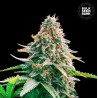 AUTO GELATO SAMBA · Bulk Seed Bank · kenevir tohum · Auto Fem