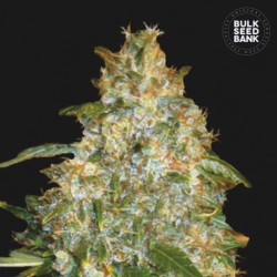 AUTO GOOD WILD SHARK · Bulk Seed Bank · cannabis samen · Auto Fem
