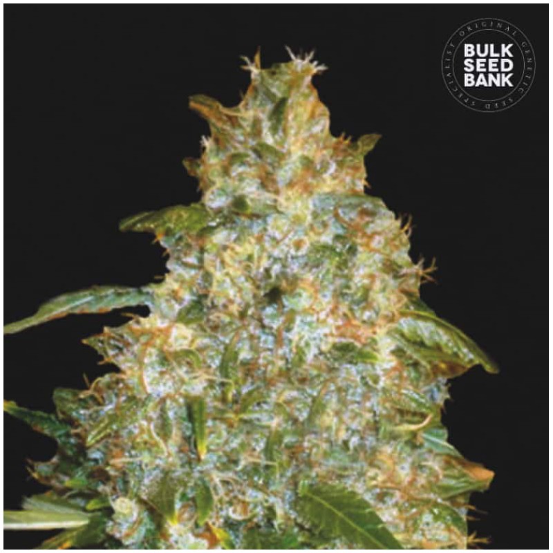 AUTO GOOD WILD SHARK · Bulk Seed Bank · sementes de maconha · Auto Fem