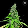 AUTO GRANDE CRACK · Bulk Seed Bank · sementes de maconha · Auto Fem