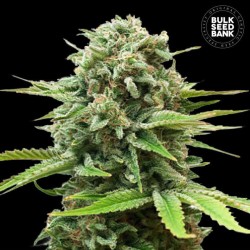 AUTO GUERILLA GLUE · Bulk Seed Bank · semi di canapa · Auto Fem