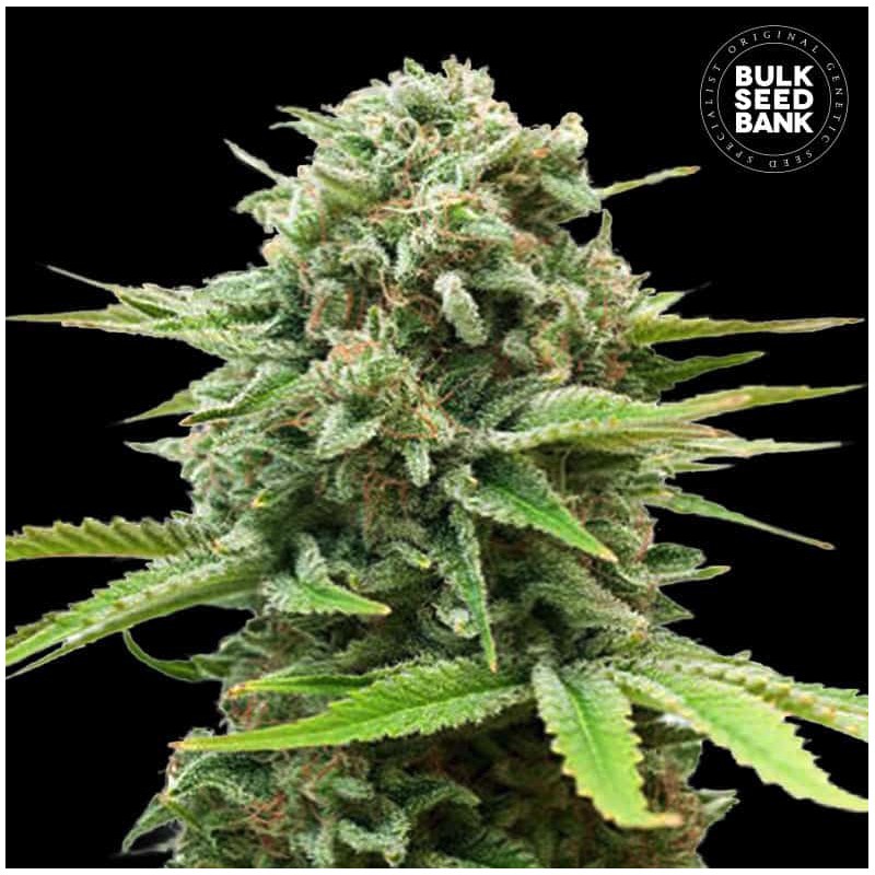 AUTO GUERILLA GLUE · Bulk Seed Bank · cannabis samen · Auto Fem