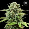 AUTO GUERILLA GLUE · Bulk Seed Bank · sementes de maconha · Auto Fem