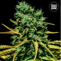 AUTO HELL BELLS OG · Bulk Seed Bank ·  cannabis samen · Auto Fem