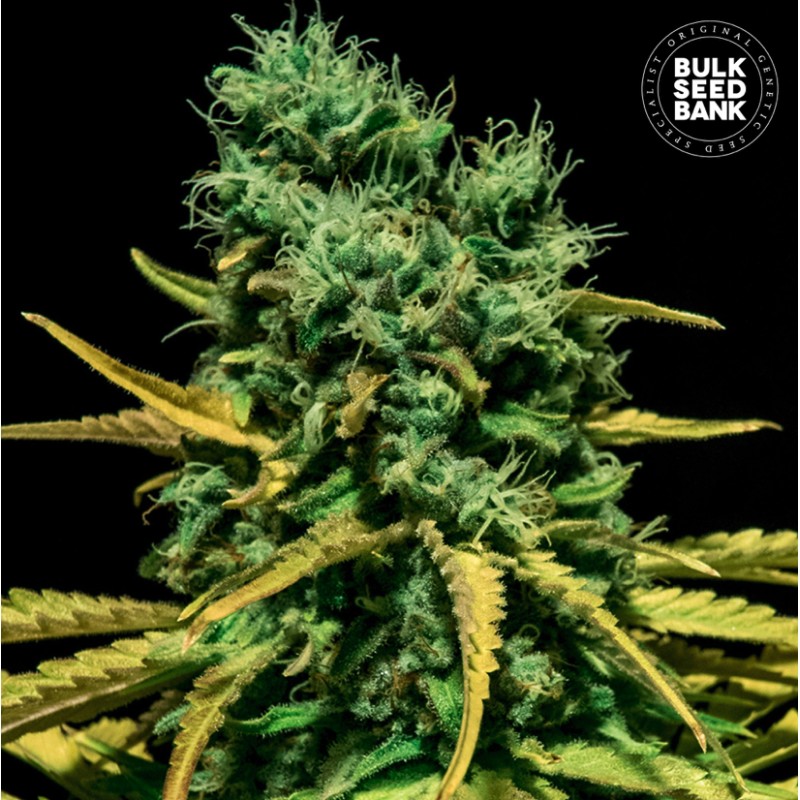 AUTO HELL BELLS OG · Bulk Seed Bank ·  cannabis samen · Auto Fem