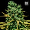 AUTO HELL BELLS OG · Bulk Seed Bank · cannabis seeds · Auto Fem
