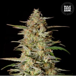AUTO HINDU KUSH · Bulk Seed Bank · sementes de maconha · Auto Fem