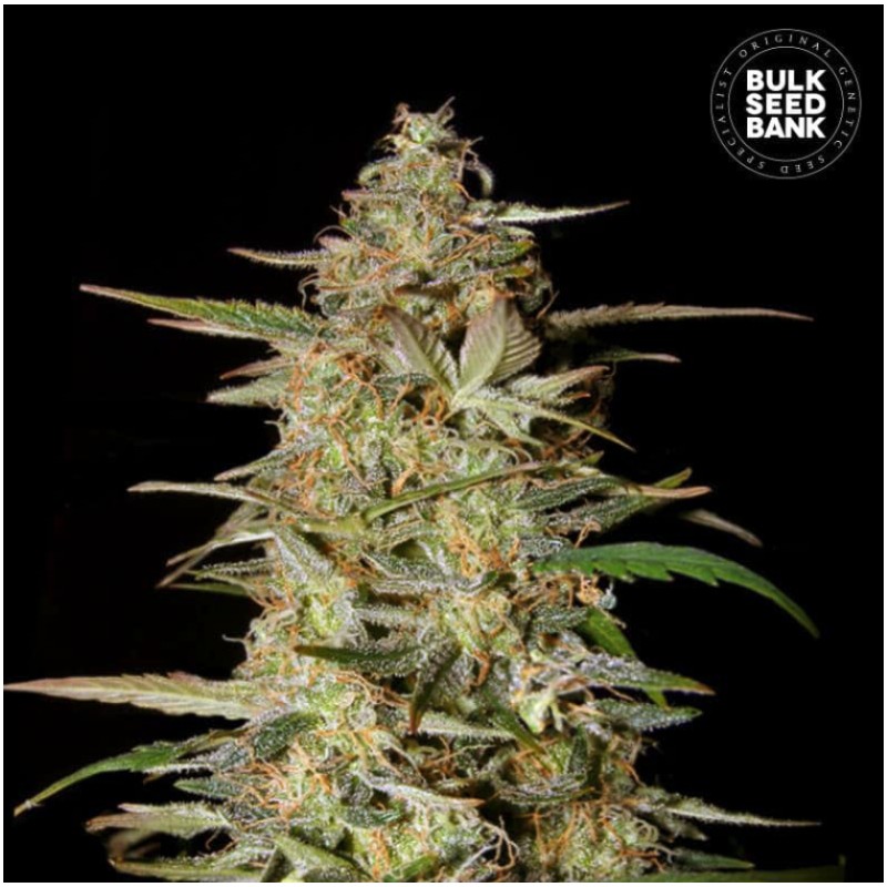 AUTO HINDU KUSH · Bulk Seed Bank · cannabis seeds · Auto Fem