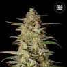 AUTO HINDU KUSH · Bulk Seed Bank · sementes de maconha · Auto Fem