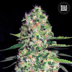 AUTO JACK HAIR · Bulk Seed Bank · cannabis samen · Auto Fem