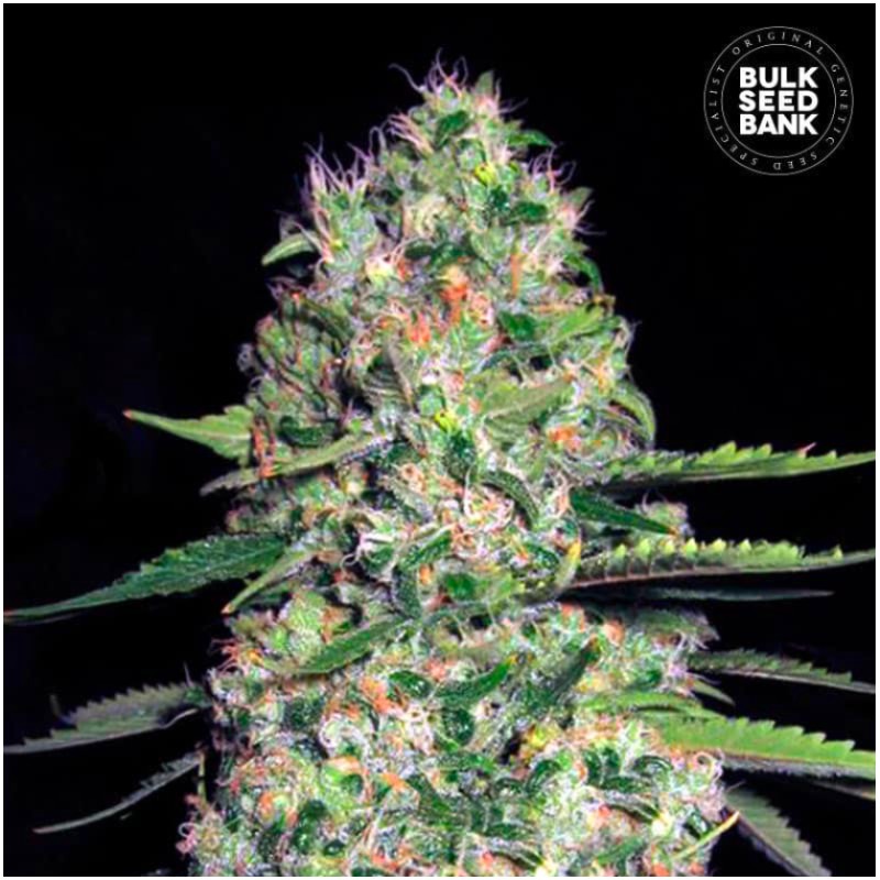 AUTO JACK HAIR · Bulk Seed Bank · sementes de maconha · Auto Fem