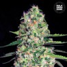 AUTO JACK HAIR · Bulk Seed Bank · cannabis samen · Auto Fem