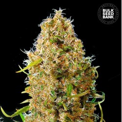 AUTO KALI'S MISTERY · Bulk Seed Bank · semi di canapa · Auto Fem