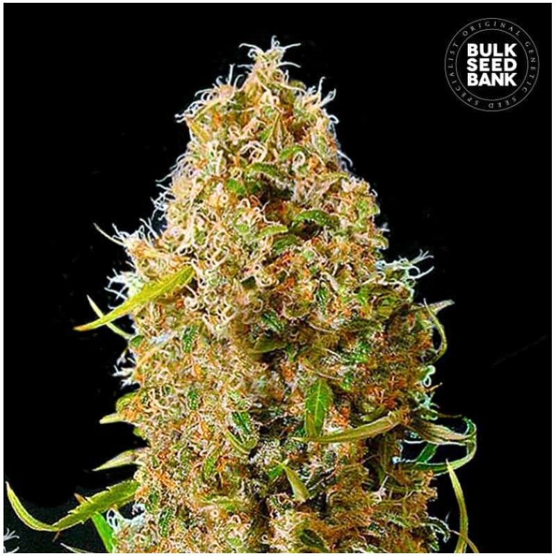 AUTO KALI'S MISTERY · Bulk Seed Bank · kenevir tohum · Auto Fem