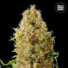 AUTO KALI'S MISTERY · Bulk Seed Bank · kenevir tohum · Auto Fem