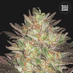 AUTO LAVENDER BEST · Bulk Seed Bank · kenevir tohum · Auto Fem