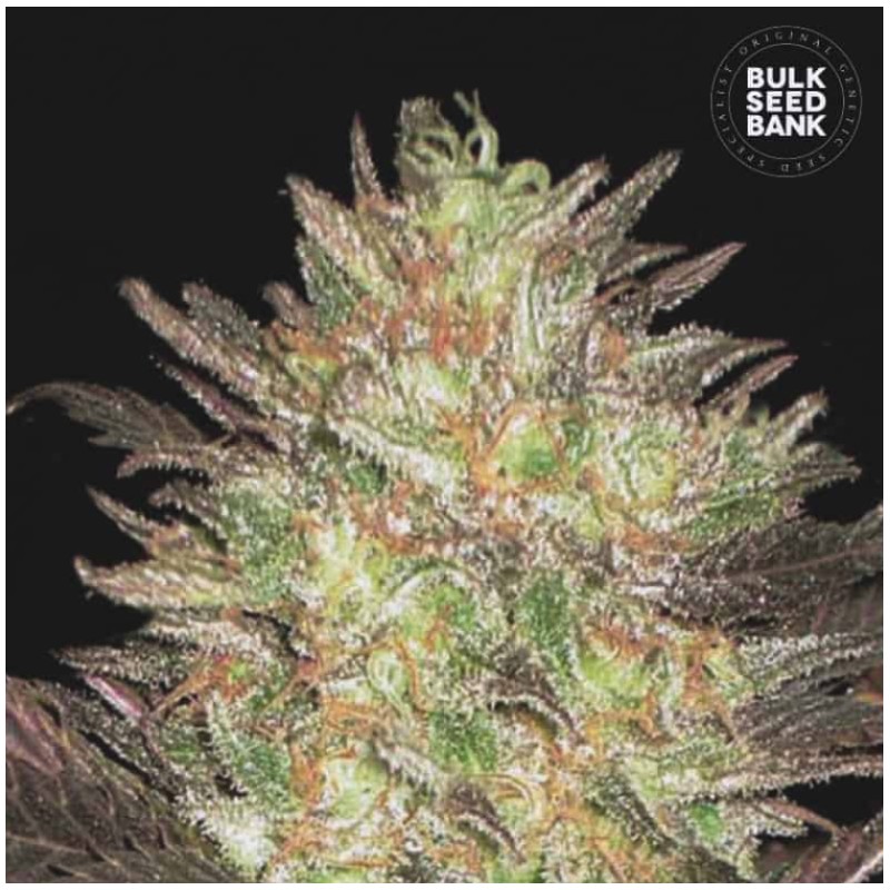 AUTO LAVENDER BEST · Bulk Seed Bank · cannabis samen · Auto Fem
