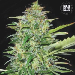 AUTO LIME SKUNK · Bulk Seed Bank ·  cannabis samen · Auto Fem