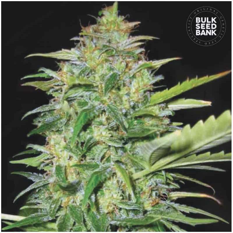 AUTO LIME SKUNK · Bulk Seed Bank · sementes de maconha · Auto Fem