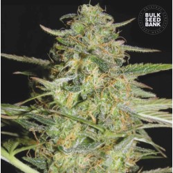 AUTO LOVERYDER · Bulk Seed Bank ·  cannabis samen · Auto Fem