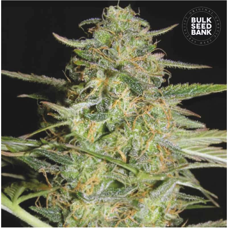 AUTO LOVERYDER · Bulk Seed Bank · semi di canapa · Auto Fem