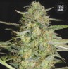 AUTO LOVERYDER · Bulk Seed Bank · sementes de maconha · Auto Fem