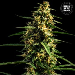 AUTO MANDARINE JUICE · Bulk Seed Bank · semi di canapa · Auto Fem