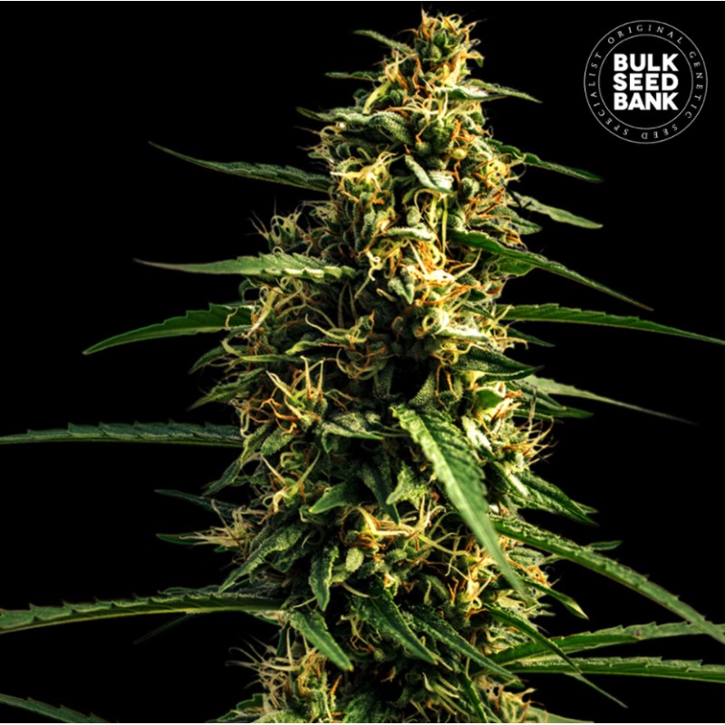 AUTO MANDARINE JUICE · Bulk Seed Bank · cannabis samen · Auto Fem