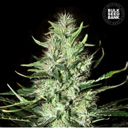 AUTO MAZAR EXTRA · Bulk Seed Bank · cannabis seeds · Auto Fem