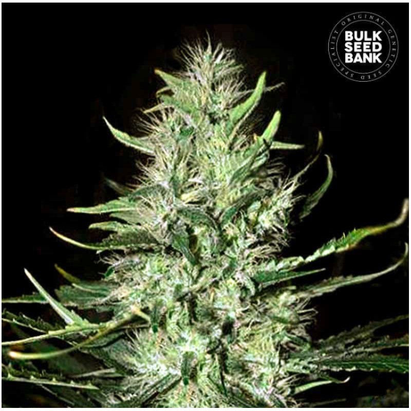 AUTO MAZAR EXTRA · Bulk Seed Bank · semi di canapa · Auto Fem
