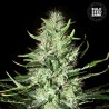 AUTO MAZAR EXTRA · Bulk Seed Bank · cannabis samen · Auto Fem