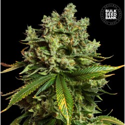 AUTO MIMOSA FAMOSA · Bulk Seed Bank · cannabis seeds · Auto Fem