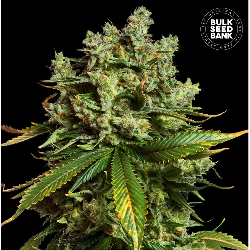 AUTO MIMOSA FAMOSA · Bulk Seed Bank · cannabis samen · Auto Fem
