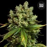 AUTO MIMOSA FAMOSA · Bulk Seed Bank · cannabis samen · Auto Fem