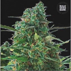 AUTO NBA DIESEL · Bulk Seed...